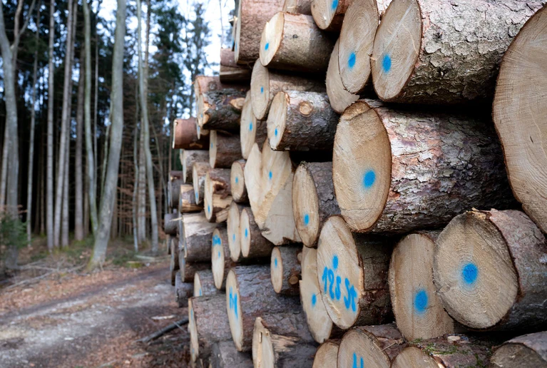 Der Wald in Bayern wird umgebaut und soll künftig besser gegen die Folgen des Klimawandels gewappnet sein. (Archivbild)  — © Sven Hoppe/dpa