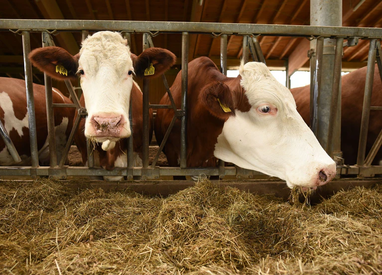 In Bayern ist ein weiterer Fall der Blauzungenkrankheit festgestellt worden. (Symbolbild) — © Angelika Warmuth/dpa