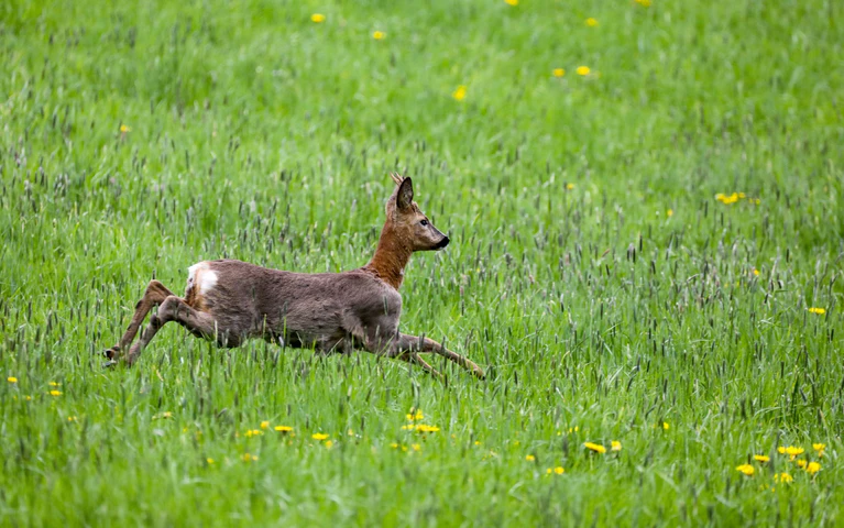 Die Brunftzeit bei Rehwild sorgt für erhöhte Unfallgefahr. (Symbolbild) — © Thomas Warnack/dpa