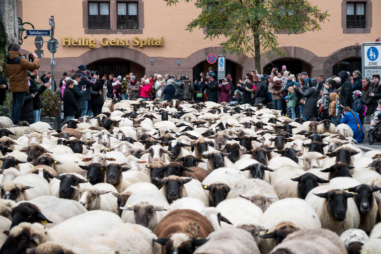 Die Schafe haben inzwischen viele Fans in Nürnberg, die diese fotografieren oder Selfies mit ihnen machen wollen.  — © Daniel Vogl/dpa
