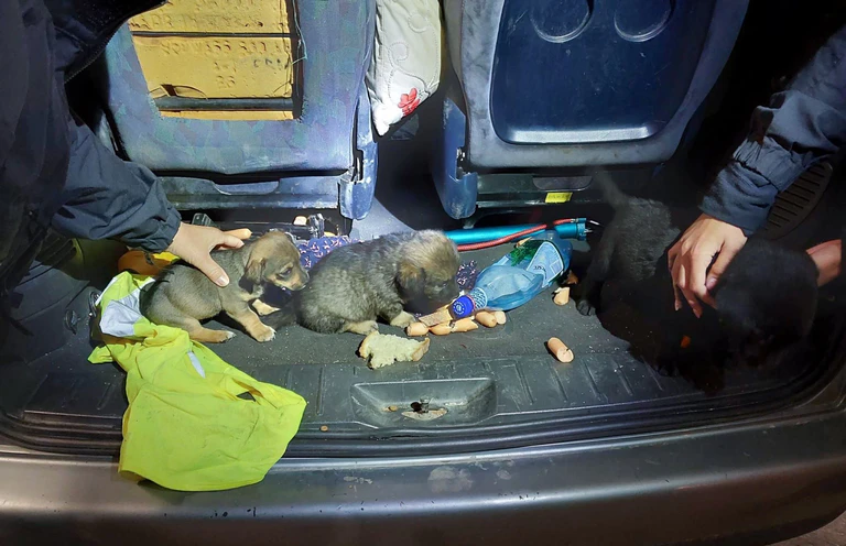 Die Hundewelpen wurden in verdreckter Umgebung transportiert.  — © -/Verkehrspolizeiinspektion Passau /dpa