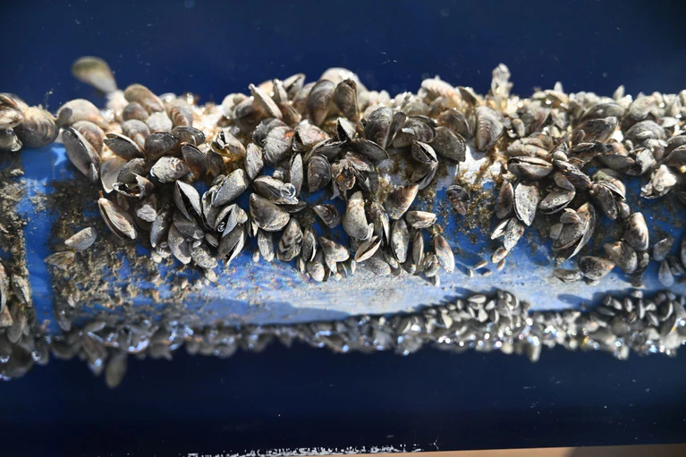 Die kleinen Muscheln sorgen für Ärger im Bodensee. (Archivbild) — © Felix Kästle/dpa