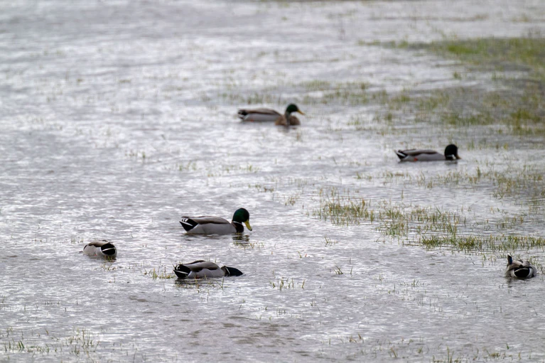 Die Enten erfreuen sich an überschwemmten Wiesen.  — © Pia Bayer/dpa