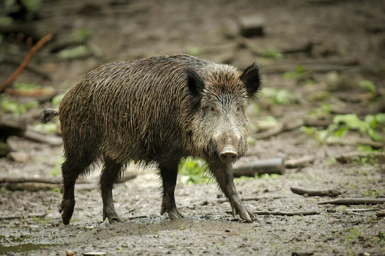 Einmal infizierte Tiere tragen das Virus lebenslang in sich. (Symbolbild) — © Fredrik Von Erichsen/dpa