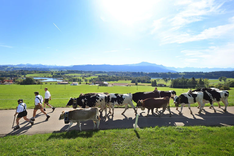 Bei strahlendem Sonnenschein sind die Hirten im Allgäu mit ihren Tieren unterwegs.  — © Karl-Josef Hildenbrand/dpa