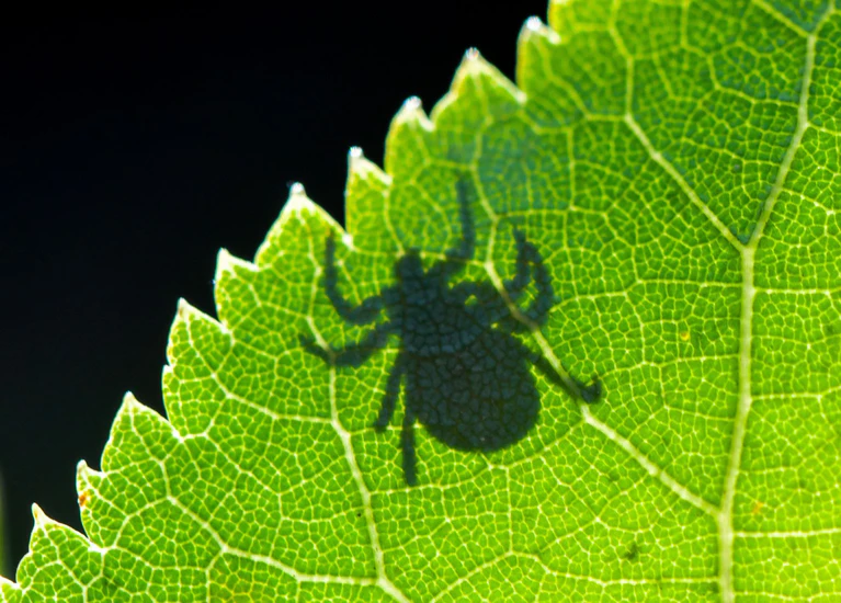 Die Krankheit Lyme-Borreliose wird durch Zecken auf den Menschen übertragen. (Symbolbild) — © Patrick Pleul/dpa/dpa-tmn