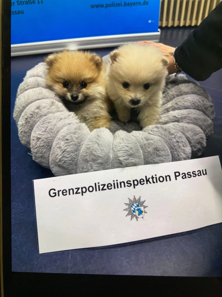 Die Polizei rettete die beiden unterkühlten Welpen.  — © -/GPI Passau/dpa