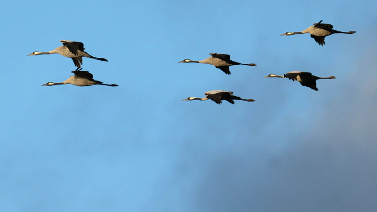 Kraniche sind nun auch in Bayern an der Vogelgrippe verendet. (Archivfoto) — © Sina Schuldt/dpa