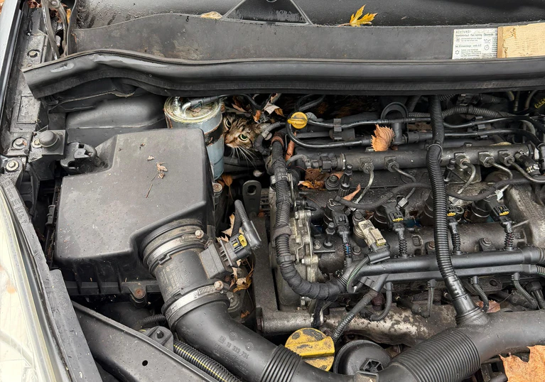 In höchster Not fanden Feuerwehrler eine eingeklemmte Katze in einem Auto vor. — © --/Berufsfeuerwehr Augsburg/dpa