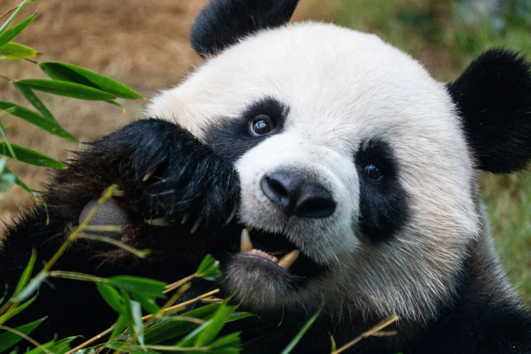 Riesenpandas locken in Zoos viele Besucher an, auch weil sie als besonders niedlich gelten. (Archivbild) — © Chan Long Hei/AP/dpa