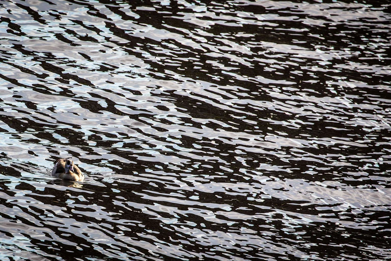 Auf dem Main in Unterfranken gab es eine Havarie, bei der Dieselkraftstoff ins Wasser gelaufen ist. (Symbolbild) — © picture alliance / Frank Rumpenhorst/dpa