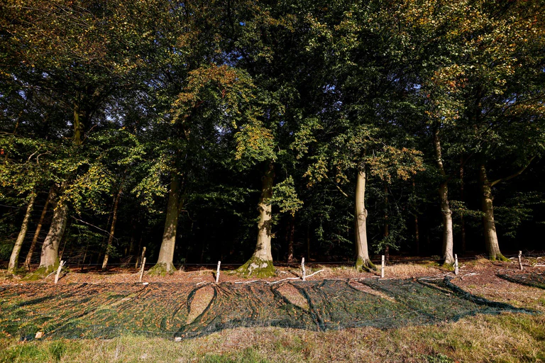 Mit großen Netzen werden die Bucheckern aufgesammelt (Archivbild). — © Frank Molter/dpa