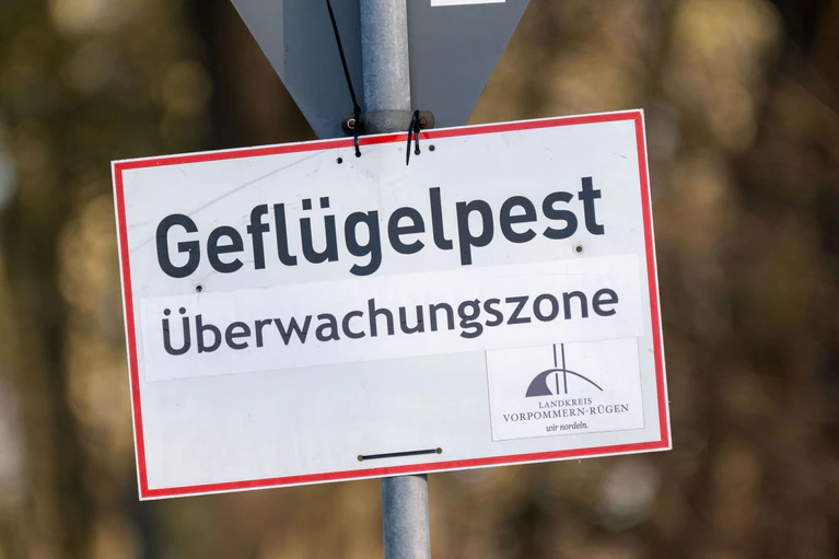In Baden-Württemberg sind erste Fälle der Vogelgrippe nachgewiesen worden. (Symbolbild) — © Stefan Sauer/dpa