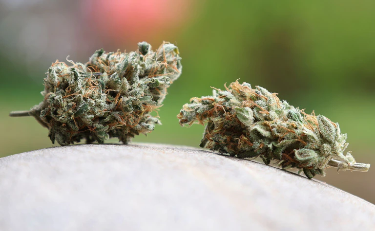 Das Landratsamt Bamberg hat einem oberfränkischen Cannabis-Club untersagt, weiter Hanf anzubauen und an Mitglieder abzugeben. (Symbolbild) — © Karl-Josef Hildenbrand/dpa