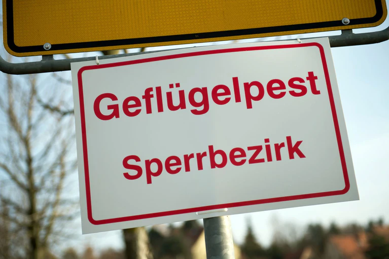 In Simbach sind in einem Geflügelbetrieb fast 3.000 Gänse an der Vogelgrippe verendet. Die Behörden haben eine Kontrollzone eingerichtet. (Symbolbild)  — © Arno Burgi/dpa-Zentralbild/dpa