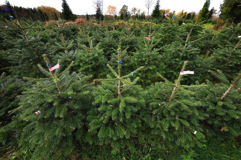 Rund 200 Christbäume haben Diebe im Landkreis Landshut gestohlen. (Archivbild) — © Karl-Josef Hildenbrand/dpa