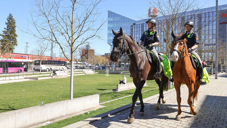 Der Großstadttrubel bringt Remus und Quickly nicht aus der Ruhe. Die beiden Polizeipferde haben dafür eine mehrjährige Ausbildung durchlaufen. — © Daniel Löb/dpa