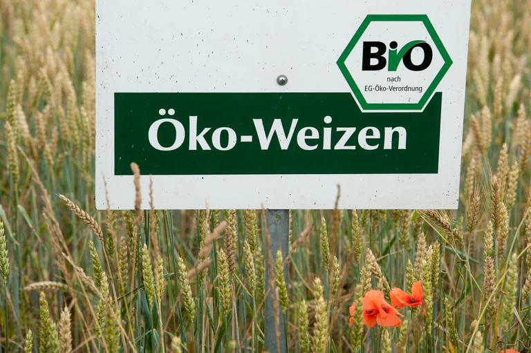 Der Ökolandbau ist in Bayern trotz gesetzlich festgelegter Ausbauziele noch immer eher die Ausnahme als die Regel. (Archivbild) — © picture alliance / dpa
