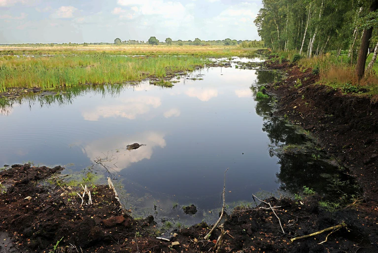 Ein intaktes Moor bindet klimaschädlichen Kohlenstoff und schützt somit das Klima. (Archivbild) — © picture alliance / dpa