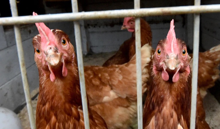Nach einem Vogelgrippe-Ausbruch in Geiselhöring müssen Hühner dort im Stall bleiben (Symbolbild)  — © picture alliance / dpa