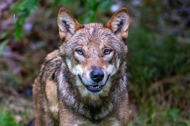 In der Regierungskoalition in Bayern gibt es Streit um den Umgang mit dem Wolf. (Archivbild) — © Armin Weigel/dpa
