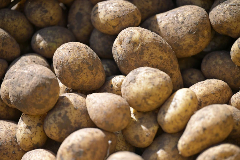 Die Anbaufläche für Kartoffeln ist in Bayern gestiegen. (Archivbild) — © Malin Wunderlich/dpa