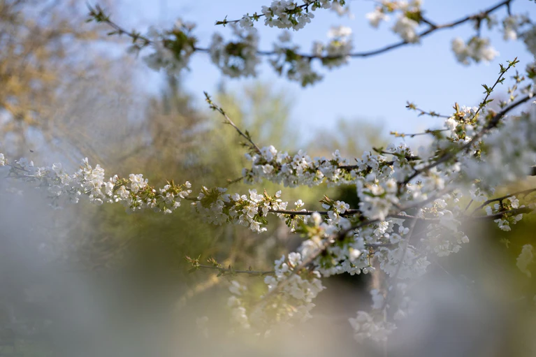 Blühende Bäume, wechselhafte Tage – der April macht seinem Namen alle Ehre. (Archivbild) — © Pia Bayer/dpa
