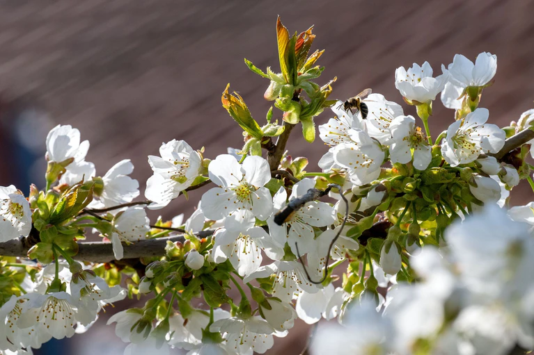 Eine Biene ist zu einer Kirschblüte geflogen. (Archivbild) — © Pia Bayer/dpa