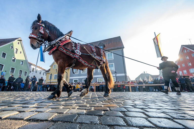 Pferde werden beim Berchinger Rossmarkt durch die Innenstadt geführt. Jedes Jahr kommen Tausende Besucher zu dem eintägigen Wintervolksfest, um prachtvoll geschmückte Pferde und Gespanne zu sehen. — © Armin Weigel/dpa