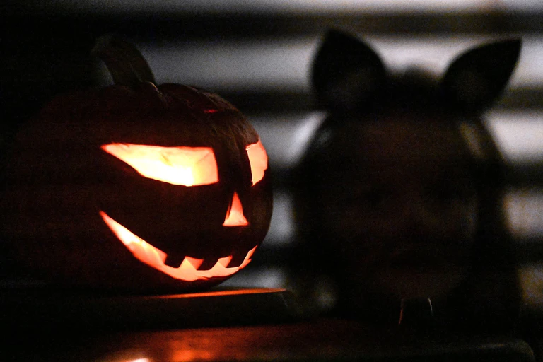 Zahlreiche Einsätze hatte die bayerische Polizei in der Halloween-Nacht. (Symbolbild) — © Swen Pförtner/dpa