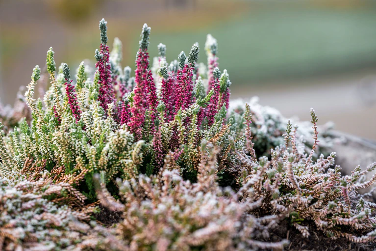 In der kommenden Woche könnte es verbreitet zu Bodenfrost kommen. (Symbolbild) — © Daniel Vogl/dpa