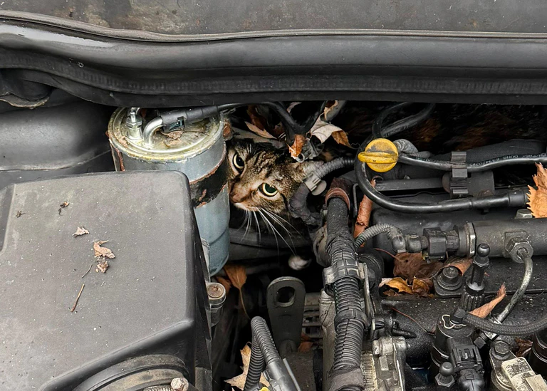 Fachleute konnten den Motor so zerlegen, dass sie die Katze befreien konnten. — © --/Berufsfeuerwehr Augsburg/dpa