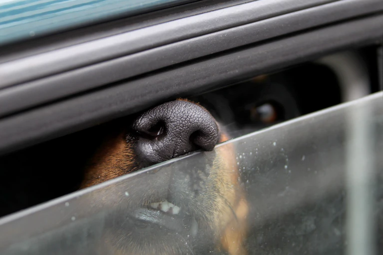 Ein Hund ist in Dingolfing gestorben, nachdem er in einem Auto zurückgelassen worden war.(Symbolbild)  — © Stephan Jansen/dpa