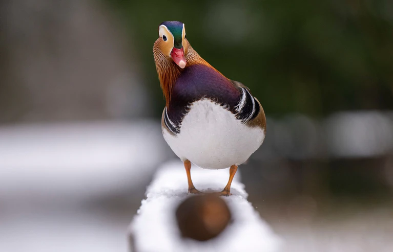 Das Amt für Verbraucherschutz und Veterinärwesen der Stadt Augsburg meldet drei Fälle von Vogelgrippe im Zoo Augsburg. (Archivbild) — © Monika Skolimowska/dpa