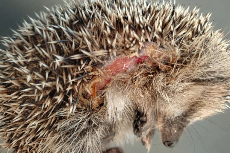 Insbesondere kleine Igel können von den Mährobotern schwer verletzt werden. (Archivbild) — © Editha Schneider/Forschungsverbund Berlin e.V. (FVB)/dpa