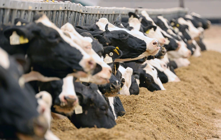 Ein Landwirt aus dem Allgäu ist mit einem Tierhaltungsverbot belegt worden. (Symbolbild) — © Bernd Wüstneck/dpa