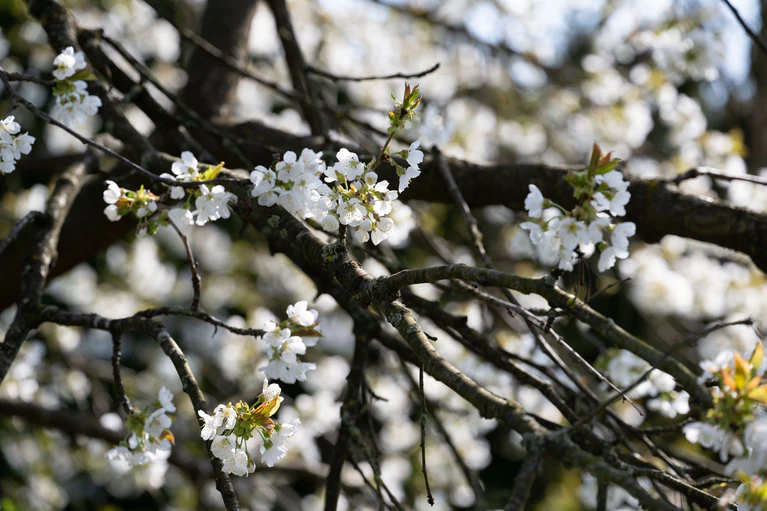 Erst am Montag soll sich die Sonne wieder zeigen. (Symbolbild) — © Pia Bayer/dpa