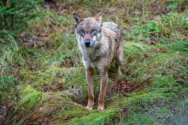 Insgesamt gibt es in Bayern aktuell 14 Wolfsgebiete, unter anderem im Altmühltal, im Bayerischen Wald und in den Allgäuer Alpen. (Symbolbild) — © Armin Weigel/dpa