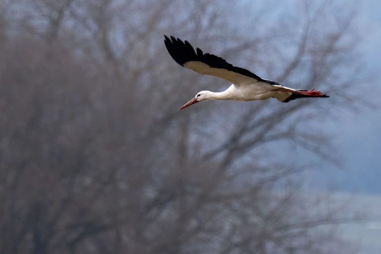 Junge Störche fliegen in der Regel im Winter immer in den Süden. Erst mit zunehmenden Alter überwintern sie auch in Deutschland. (Archivbild) — © Pia Bayer/dpa