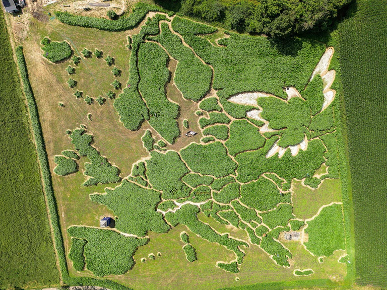 Das traditionelle Uttinger Feld-Labyrinth zeigt dieses Jahr Europa und eine Friedenstaube. — © Peter Kneffel/dpa