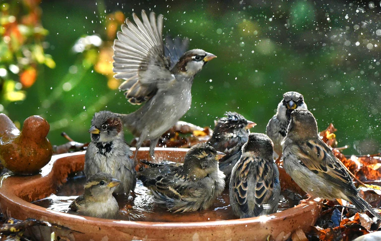 Haussperlinge sind immer in der Gruppe unterwegs und brauchen deshalb Nistplätze und Nahrung für viele Vögel. (Symbolbild) — © Waltraud Grubitzsch/dpa