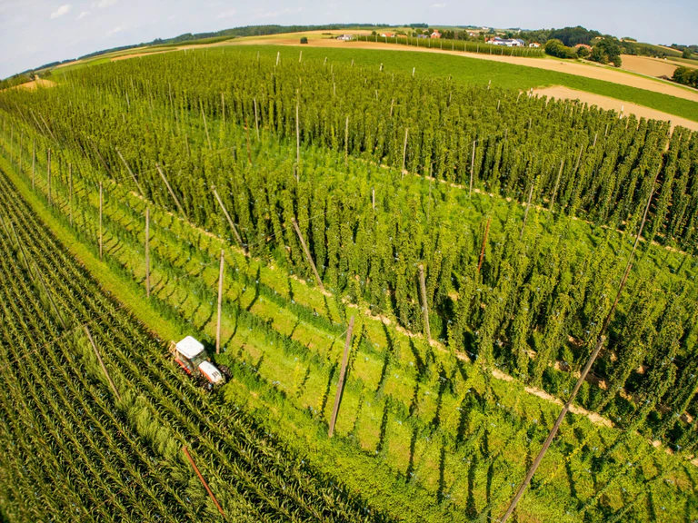 In der Hallertau wächst ein Großteil des in Deutschland angebauten Hopfens. (Archivbild) — © Peter Kneffel/dpa