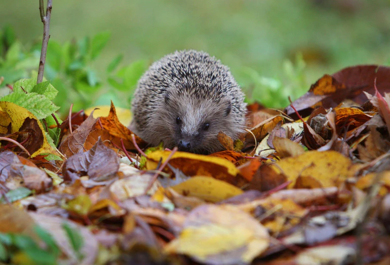 Der Igel ist ein Sympathieträger. Dadurch ist es leichter, Menschen für Mitmachprojekte zu begeistern. — © Karl-Josef Hildenbrand/dpa/dpa-tmn