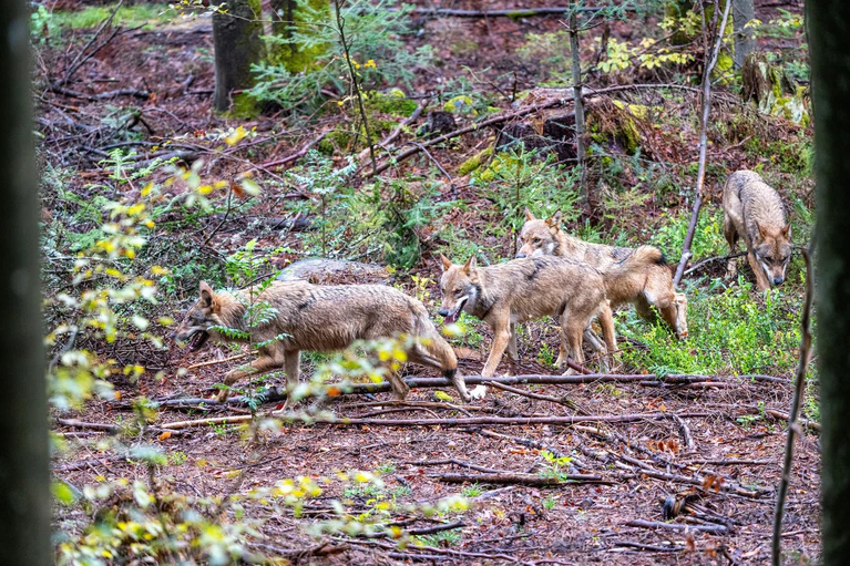 Der leichtere Abschuss von Wölfen in Bayern war vor allem Jagdminister Hubert Aiwanger ein großes Anliegen. (Symbolfoto) — © Armin Weigel/dpa