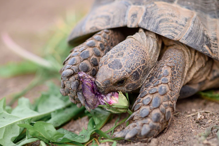 Maurische Landschildkröten können bis zu 100 Jahre alt werden. (Symbolbild) — © Vogl Daniel/dpa