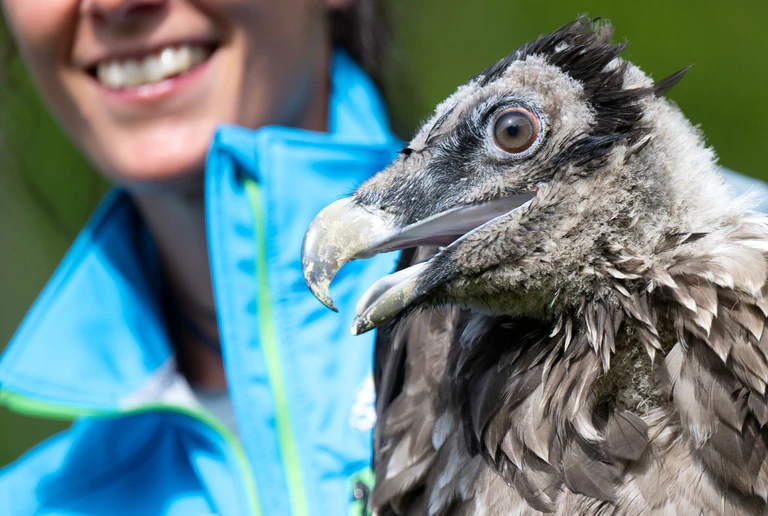 Der junge Bartgeier Vinzenz - hier vor einem Jahr bei der Auswilderung - hat eine gefährliche Reise unternommen. (Archivbild)   — © Sven Hoppe/dpa