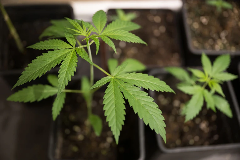 Ministerin Judith Gerlach erneuert ihre Forderung nach der Rücknahme der Cannabis-Teillegalisierung. (Symbolbild) — © Sebastian Gollnow/dpa