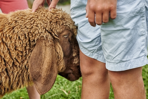 Bergtierpark Blindham